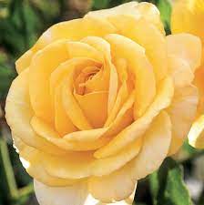 Get it as soon as fri, jan 15. This Bright Yellow Beauty Is Sure To Light Up Any Garden Hybrid Tea Roses Flower Landscape Tea Roses