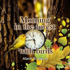 Bird Sounds Birds Singing Mp3 Download Morning In The Forest With Birds In 2020 Bird Alarm Forest Birds