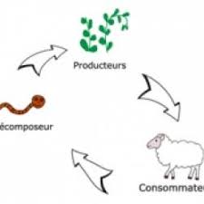 Chaque Maillon De La Chaine Alimentaire Porte Un Nom Se Rapportant A Son Role Dans La Chaine L Ecologie Discipline De La Biologie