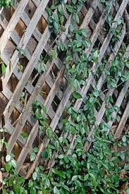 We did not find results for: How To Grow Asiatic Jasmine Gardener S Path