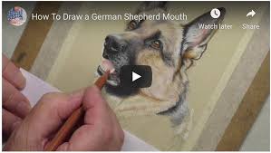 How to draw tom terrific and mighty manfred the wonder dog. How To Draw A German Shepherd Mouth The Colin Bradley School Of Art