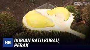 Minggu kedua buat review di dusun, buah semakin banyak luruh. Durian Batu Kurau Perak Mhi 23 Jun 2020 Youtube