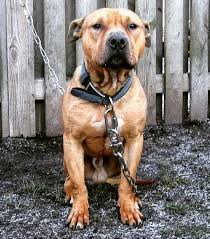 Apbtoaxaca Pitbull Adba Americanpitbullterrier Apbt In 2020 American Pitbull Terrier Pitbull Dog Pitbulls