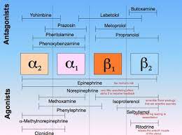 Bod Quiz 1 Alpha And Beta Receptors Flashcards Quizlet Alpha And Beta Receptors Nursing School Survival Medical School Studying
