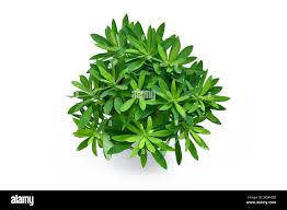 Image result for Dalbergia martinii