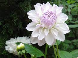 Singapore Flower Dome Pretty Dahlia Flowers Plants Dahlia