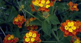 The University Of Texas At Austin Native Plants Plants Lantana