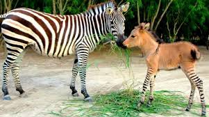 We did not find results for: Half Zebra Half Donkey Archives Dailypedia