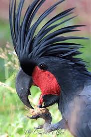 Australian Bird With Red Cheeks Pin By Sarai Morton On Birds Australian Birds Bird Photography Animal Photography