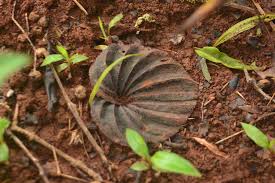 Image result for Nervilia sp.no.4