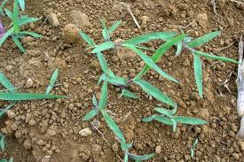 Image result for Panicum subalbidum