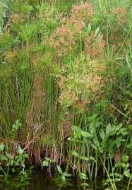 Image result for Cyperus prolifer
