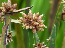 Image result for Schoenoplectiella mucronata