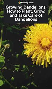 Growing Dandelions How To Plant Grow And Take Care Of Dandelions Plants Dandelion Plant Dandelion