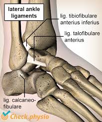 Mcl tears/sprains are ranked by severity using a graded scale. Lateral Ankle Ligament Injury Physio Check