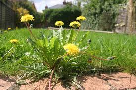 Weed killers also damage the soil, by killing not only the weeds but the biology. How Does Lawn Weed Control Work When Will Weeds Die And Will They Come Back And More Answers