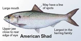 fishing striped bass nj fishing bass fishing charter