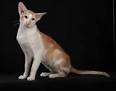 Oriental - Bicolour | Cats | Breed Information | Omlet