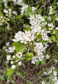 Image result for Pycreus pauper