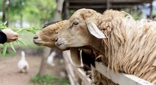 DO WORMS BECOME SUSCEPTIBLE AGAIN TO DRENCHES NOT USED FOR YEARS?