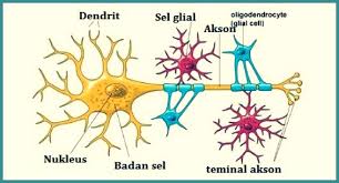 Diagram yang menunjukkan pembagian utama dari sistem saraf vertebrata. Fungsi Jaringan Syaraf Ciri Jenis Letak Cara Kerja Dan Lainnya