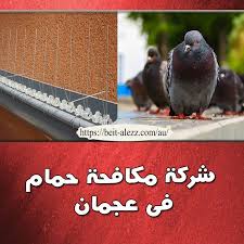 Https Beit Alezz Com Au Bird Control Company In Ajman In 2021 Bird Control Bird Ajman