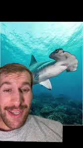 Mia The Scalloped Hammerhead Shark