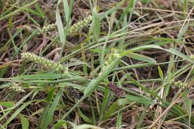 Image result for Cenchrus incertus