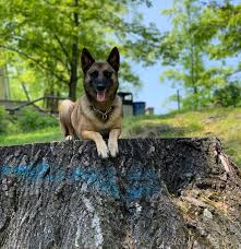 German owned and operated kennel with over twenty years experience. Trained Dogs For Sale 203k9 Training Service