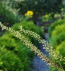 Lost Horizons Nursery Acton Ontario May Flowers Always Line Your Path And Sunshine Light Your Day May Songbirds Serenade You In 2020 Garden Paths May Flowers Paths