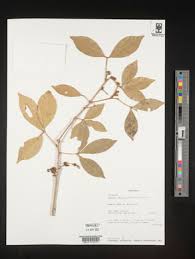 Image result for Vepris allenii