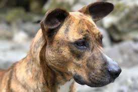 French bulldog breed comes in different coat color variations. 128 Best Treeing Tennessee Brindle Dog Names The Paws