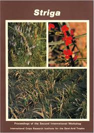 Image result for Striga passargei