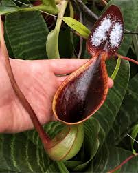 Black And White Images Of Pitcher Plant Damon Collingsworth On Instagram Nepenthes Lowii Can Take Over A Decade To Produce Upper Pitchers Like This One The Whi Carnivorous Plants Instagram Pitcher