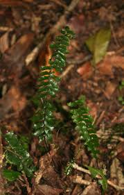 Image result for Asplenium normale