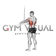 Pull the bar down in an arc with straight arms until it touches your upper thighs. Cable Straight Arm Pulldown