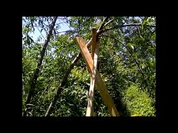 Once your tree becomes productive, it may be necessary to thin the fruit. How To Save A Fruit Tree That Is Bending Over With A Simple 2x4 Tripod Frame Youtube