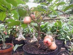 Anda juga bisa menanam pohon buah berbentuk semak pastikan bahwa pot tanaman buah anda mempunyai saluran pembuangan yang baik. Cara Tanam Tabulampot Bibit Online