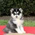 Pomsky Puppies for Sale | PuppySpot