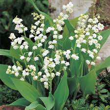 Carnation And Lily Of The Valley Valley Flowers Lily Of The Valley Flowers Bulb Flowers