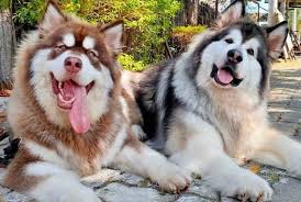 The alaskan malamute is a large breed of dog that was originally bred for their strength and endurance to haul heavy freight as a sled dog and hound. Meet The Huge Alaskan Malamute The 40kg Arctic Sledge Dog Video Kingdoms Tv