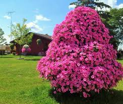 Check spelling or type a new query. Our Petunia Tree Now Available For Sale Beat Your Neighbor