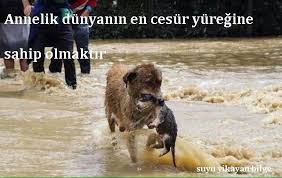 Zeynep Tamsen Adli Kullanicinin Simdi Tebessum Zamani Panosundaki Pin