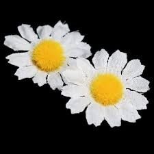 Image result for foto Kopretina