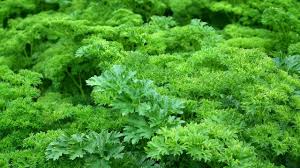 Petersilie Pflanzen Und Pflegen So Wachst Sie Im Topf Oder Im Garten Utopia De Petersilie Pflanzen Pflanzen Petersilie