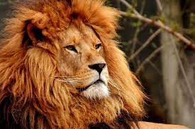 See tripadvisor's 27,310 traveler reviews and photos of leon tourist attractions. El Leon Arbol Abc