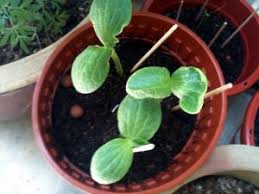 Epingle Sur Jardin
