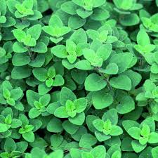 Image result for Origanum