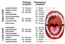 60 veracious age lose teeth chart