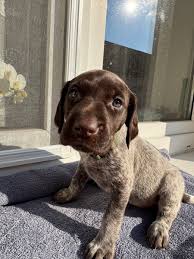 Image result for německý ohař krátkosrstý